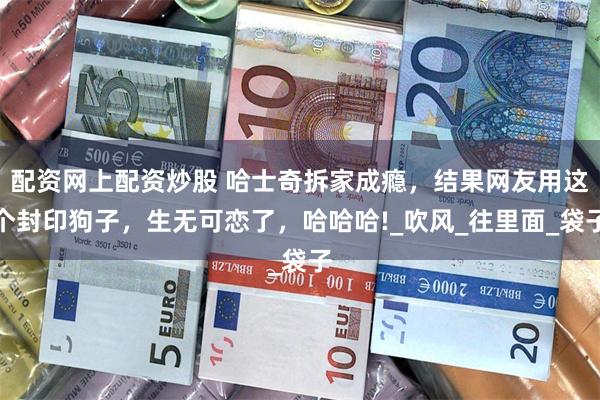 配资网上配资炒股 哈士奇拆家成瘾，结果网友用这个封印狗子，生无可恋了，哈哈哈!_吹风_往里面_袋子